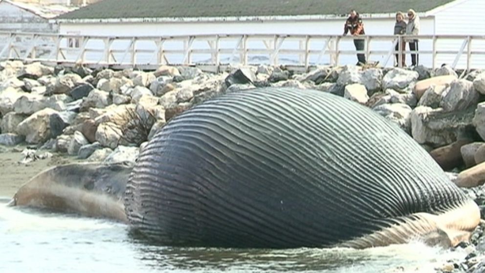 Trout River, Canada residents fear the rotting whale filled with methane gas could explode.