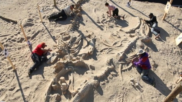 Skeleton fossils from at least 40 whales were discovered in 2010 near a coastal highway in Chile.