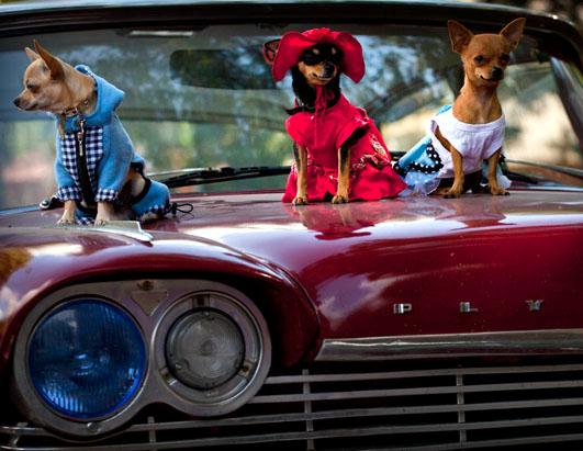 Cuban Dog Expo is Underway in Havana