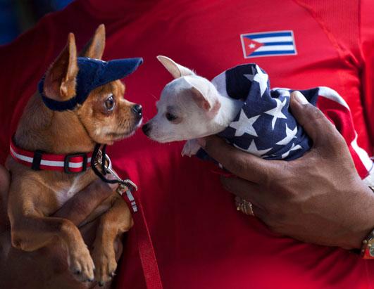 Cuban Dog Expo is Underway in Havana