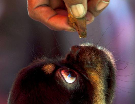 Cuban Dog Expo is Underway in Havana