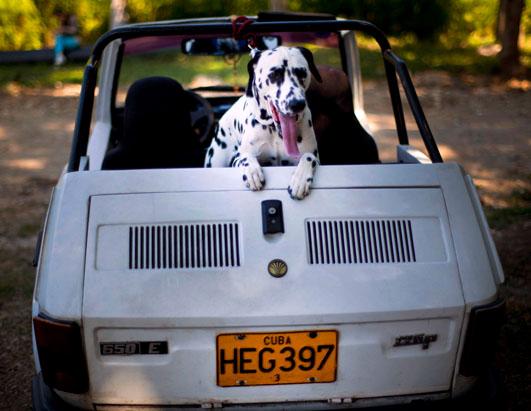 Cuban Dog Expo is Underway in Havana