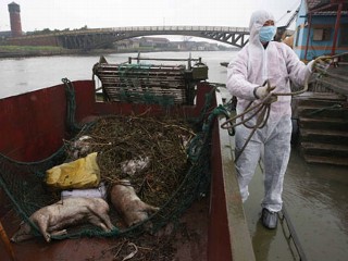 6K Dead Pigs in River Not Affecting Water Quality, Says China