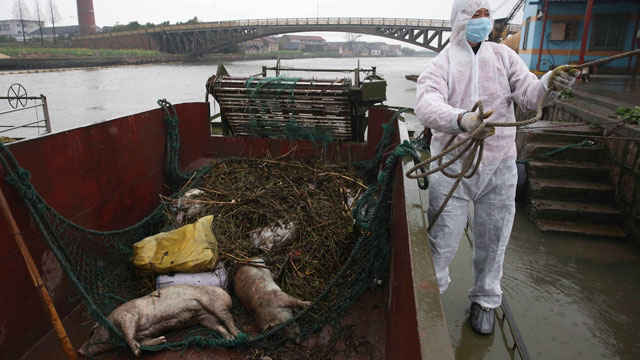 PHOTO: A worker in protective clothing prepares to haul away dead pigs pulled from the Huangpu river along Zhonglian village of Jinshan district in Shanghai on March 13, 2013 where the number of dead pigs found floating in the river flowing into Shanghai