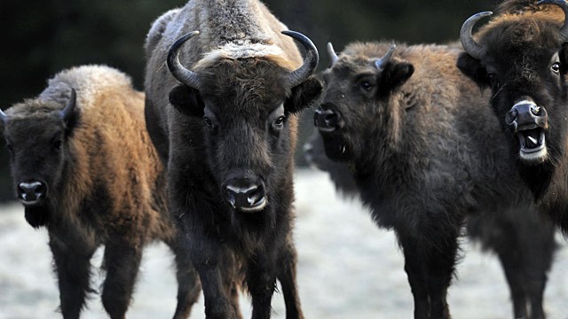 PHOTO: European bison