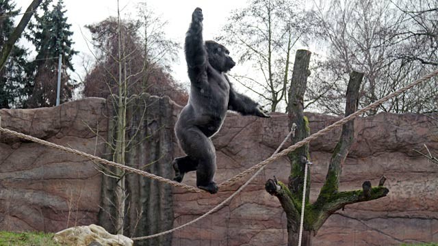 PHOTO: Gorilla Kidogo walking tightrope
