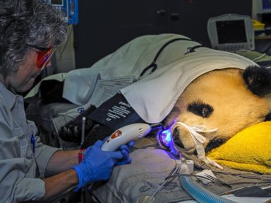 Why Did This Panda Have to Visit the Dentist?