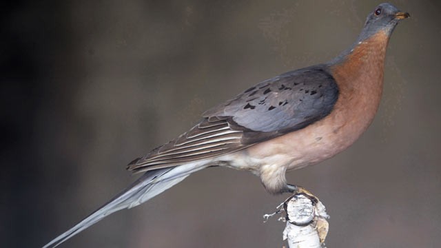 PHOTO: This preserved passenger pigeon, on display at the Great Smoky Mountains National Park, is shown in Knoxville, Tenn.