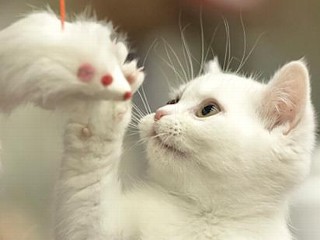 Photos: Which Cat Is the Fairest One of Them All?