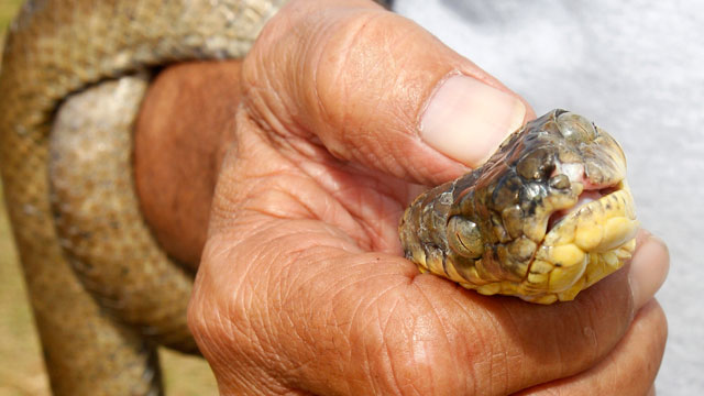 PHOTO: A Brown Tree Snake is held by U.S. Department of Agriculture wildlife specialist Tony Salas on Andersen Air Force Base on the island of Guam, Feb. 5, 2013.