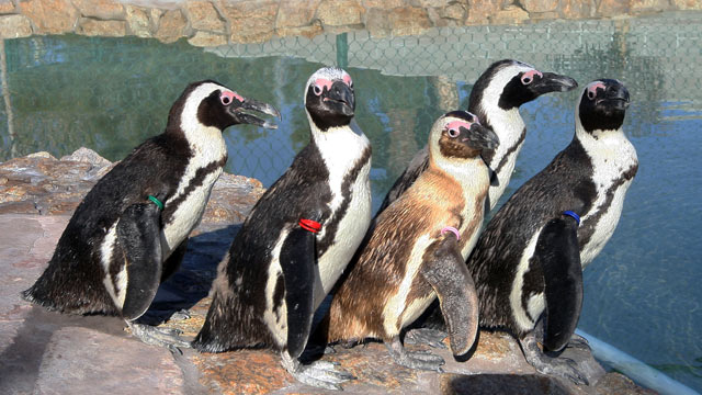 PHOTO: Five penguins, Josie, Albert, Charlie, Chalet and Hawaii, left to right, stand by the water at Wayne Newtons Casa de Shenandoah, Tuesday, March 12, 2013, in Las Vegas. Most of the exotic animals in the zoo have been sold to a zoo in Oregon.