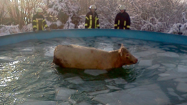 PHOTO: A cow standing in a partly frozen-over swimming pool, is rescued by the Fire Brigade Windeck in Windeck, Germany, Dec. 8, 2012.