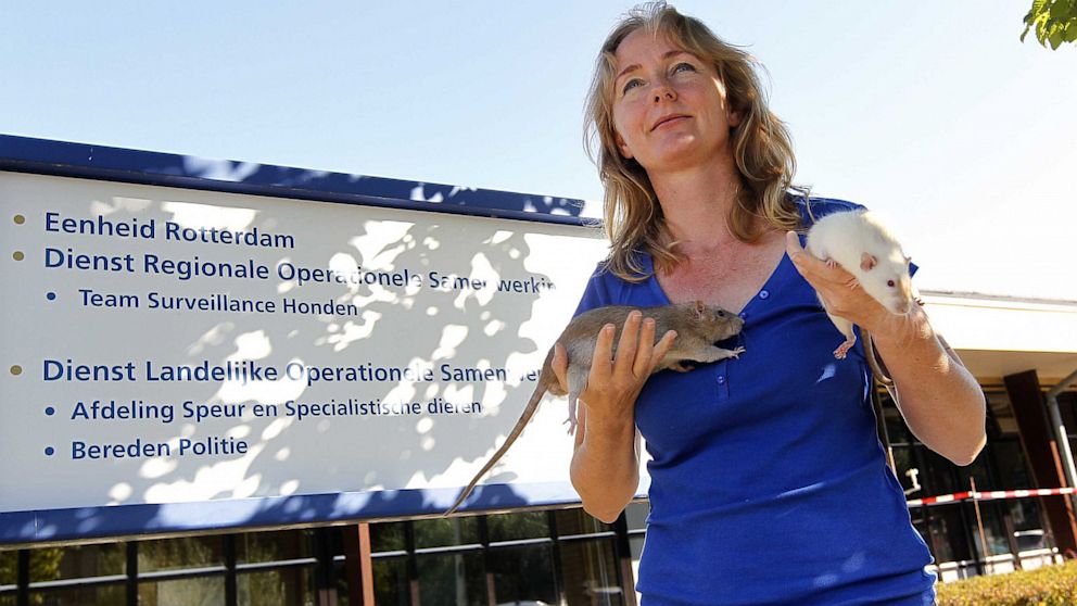 PHOTO: Monique Hamerslag and rats