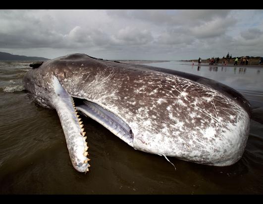 Today in Pictures: Jan. 16, 2013