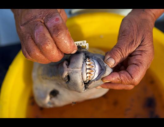 World Record Attempt: Consumption of Most Sheeps Heads