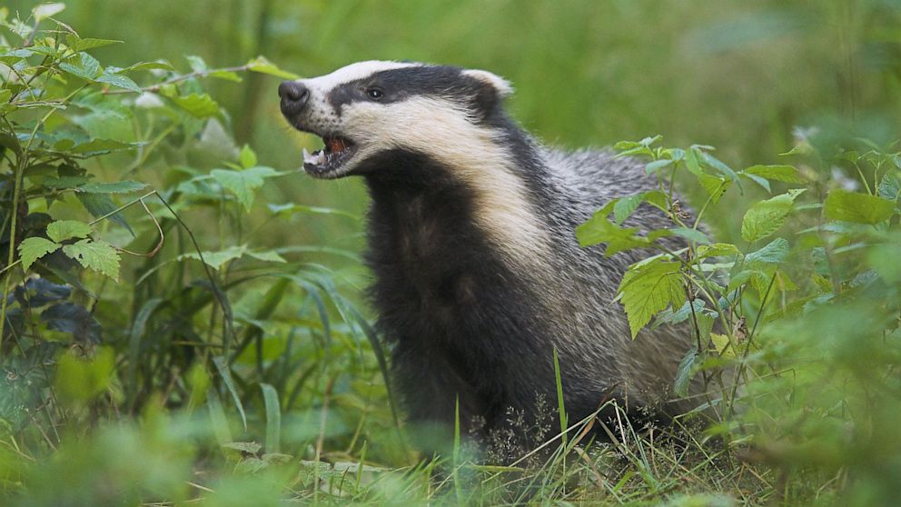 PHOTO: Badger eating cherries