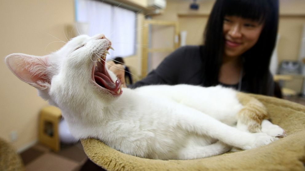 Meow! It’s National Cat Day in Japan ABC News