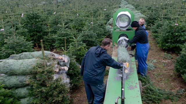 PHOTO: Seasonal workers from Poland prepare Christmas trees for sale at the Gut Sierhagen farm in Altenkrempe, northern Germany, on November 15, 2012.