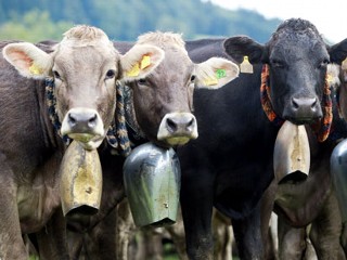 Austrian Court Bans Cowbells