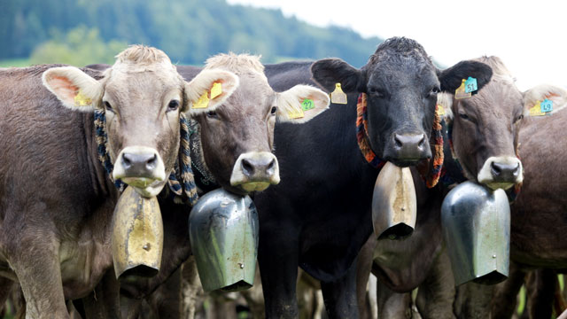 PHOTO: An Austrian court has ordered a farmer to remove the bells after residents complained they couldnt get any sleep.