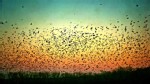 PHOTO: 	
A group of fanatic bird killers in Germany known as "the Crowbusters" has been waging a war on the birds with military-grade weapons and crusader-like zeal.