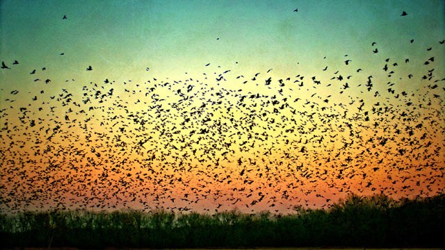 PHOTO:
A group of fanatic bird killers in Germany known as "the Crowbusters" has been waging a war on the birds with military-grade weapons and crusader-like zeal.