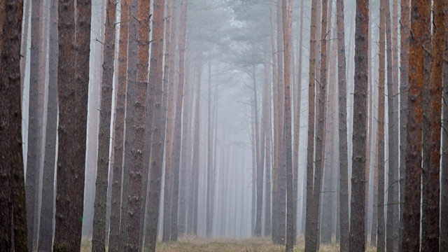 PHOTO: German forest