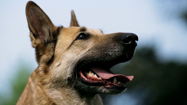 PHOTO: Bad breeding has earned the German Shepherd a reputation for being sickly and dimwitted.