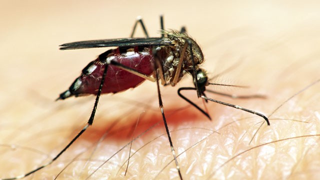PHOTO: A British biotech lab has released huge numbers of genetically modified mosquitoes in an effort to combat dengue fever.