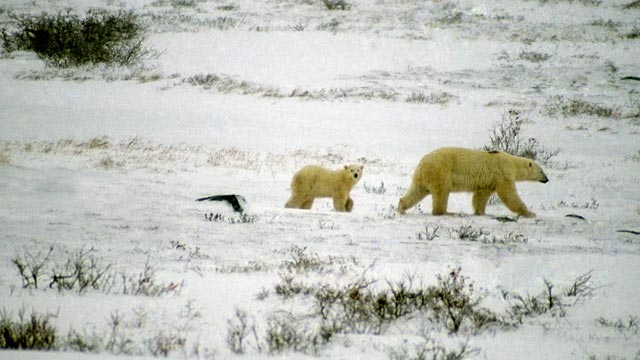 PHOTO: Melting Permafrost