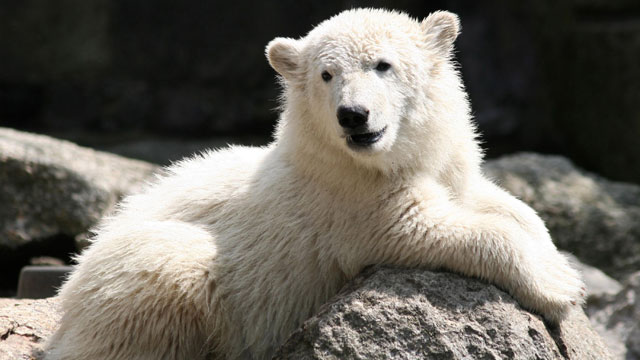 PHOTO: Polar Bear Knut is shown on his 6 month birthday at the Berlin Zoo, June 15, 2007 in Berlin, Germany.