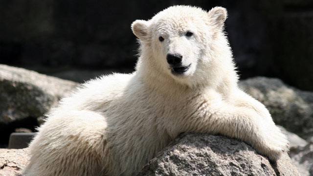 Berlin Polar Bear
