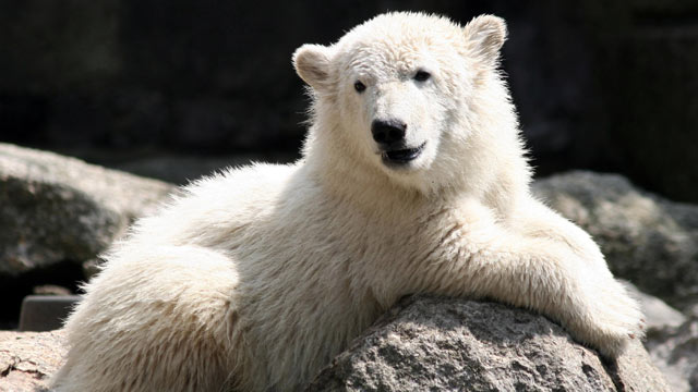 PHOTO: Knut the polar bear is seen at the Berlin Zoo, June 15, 2007 in Germany.