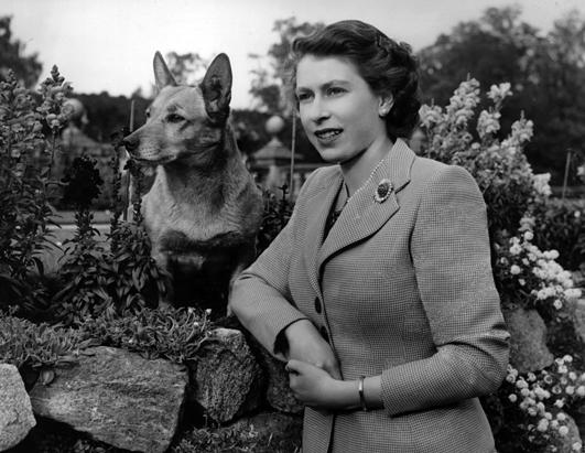 Queen Elisabeth's Corgis