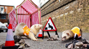 AA Rocketmen and Internet Fixing Ferrets? Don?t Let Britains Media Fool You!