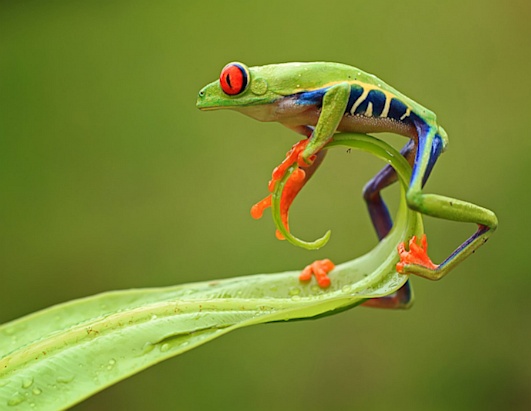 ''Nacionalna geografija'' - Najfotografije Ht_acrobatic_national_geographic_photo_contest_ll_121129_ssh