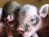 Mini Pigs 
