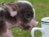 Mini Pigs 