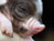 Mini Pigs 