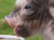 Mini Pigs 