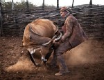2010, Sertao, Brazil.  A vaqueiros  wrestles a bull in the corrals.