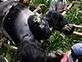 gorillas 