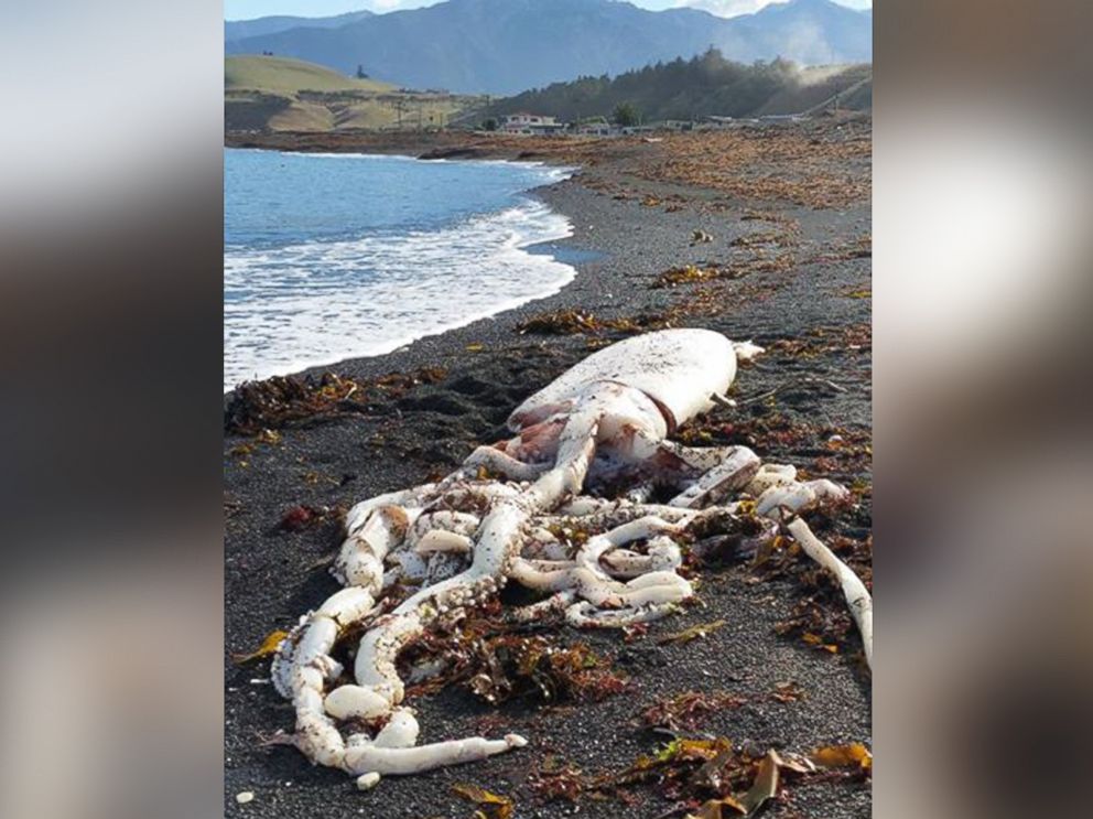 PHOTO: A giant squid washed up on a beach in New Zealand.