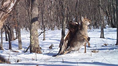 PHOTO: A golden eagle is seen attacking a sika deer in Russia in this undated handout photo taken by the Zoological Society of London.