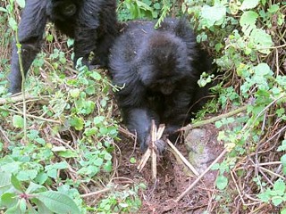 Gorillas Seen Dismantling Poacher Traps