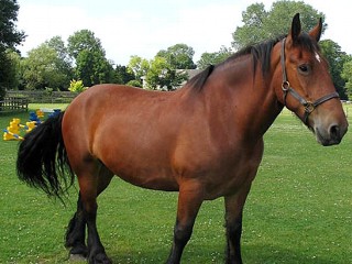 Shelter Seeks PJs for Itchy Horse