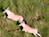 Massive Herds in Southern Sudan