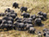 Massive Herds in Southern Sudan