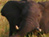 Massive Herds in Southern Sudan