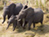 Massive Herds in Southern Sudan